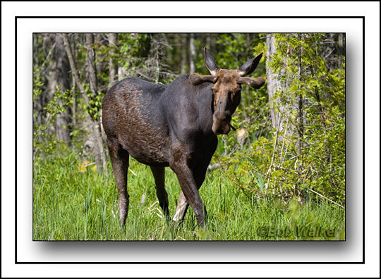 The Bull Moose Walks From Its Forest Cover
