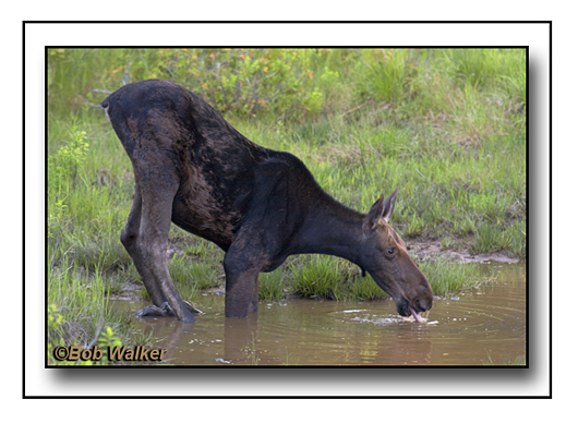 The Cow Moose Having A Little Drink For Her Self
