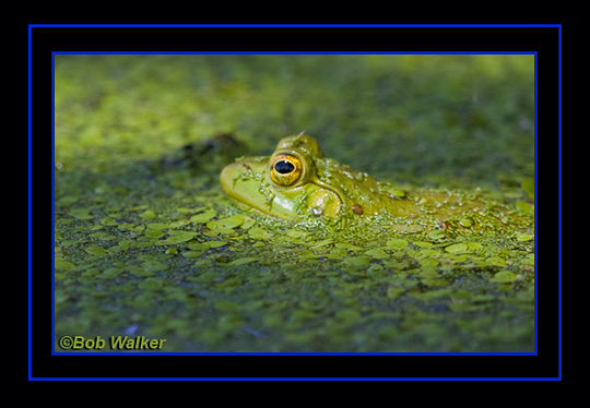 Bull Frog Lurking