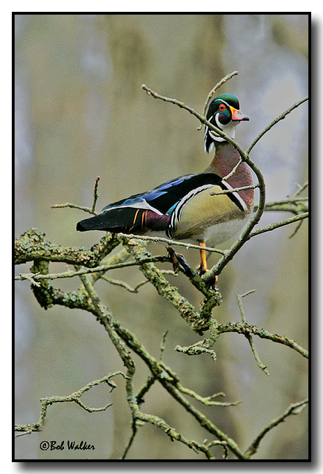 A Wood Duck Drake Doing What A Wood Duck Drake Does