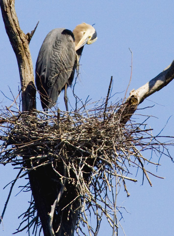 Great Blue Heron In Its Nest At A Rookery