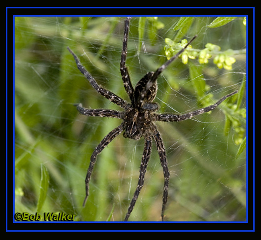 The Wolf Spider