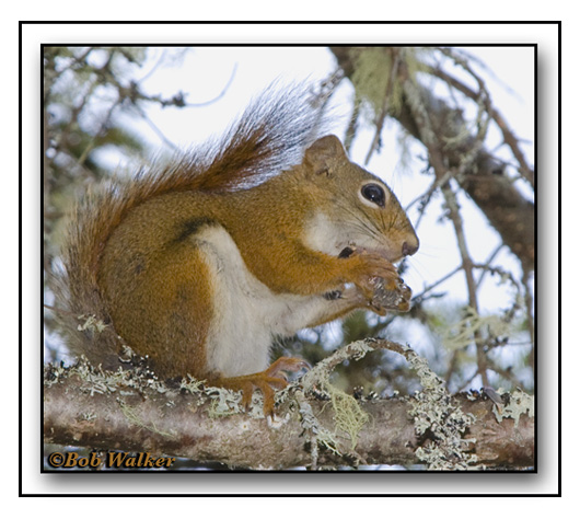 A Red Squirrel (Tamiasciurus hudsonicus) Eating Its Pine Cone Meal