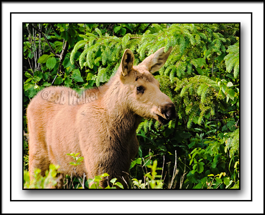 Closeup Of Golden Moose Calf