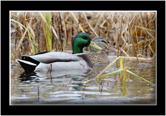 Mallard Drake And Hen Ducks After Splash Down