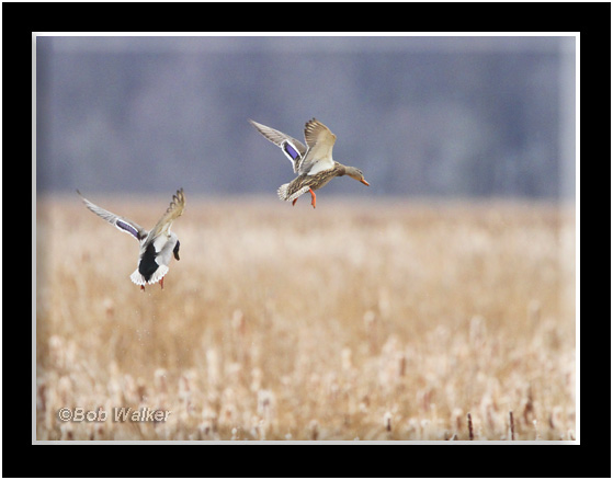 Mallards Looking For A Place To Land