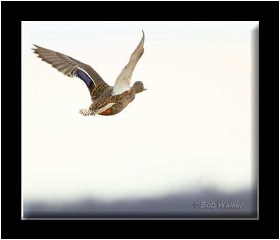 Mallard Hen Air Born