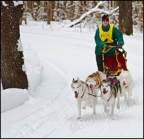 Another Team Of Huskies In Hot Pursuit