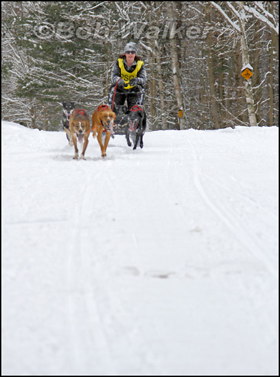 The Hounds Compete