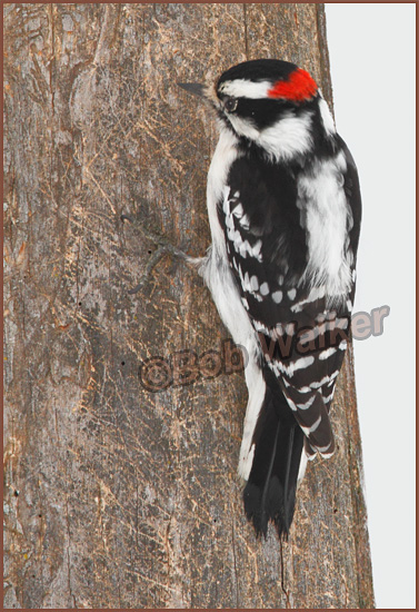 Downy Woodpecker (Picoides pubescens) Continueing Its Winter Search For Food