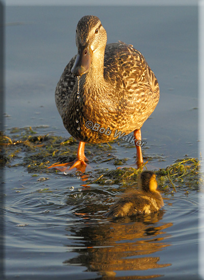 Mother Mallard With One Of Her Little Ones