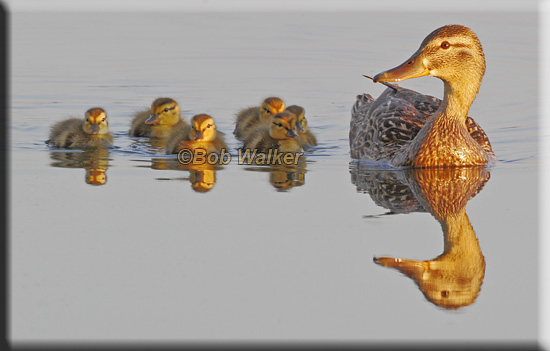 Just Checking To See If They Are All Present