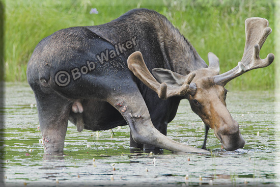 Can You Imagine Itching Your Nose Like This?