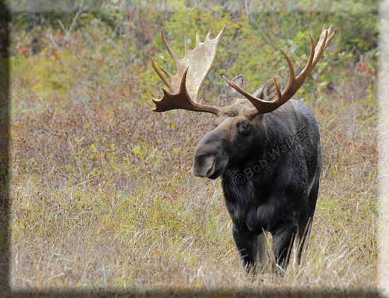 Large Bull On Opeongo Road Keeping Alert