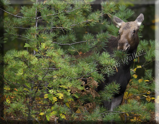 Young Cow Calf Moose Looks Out From Behind Foliage