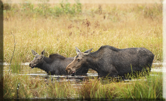 A Mom And Her Daughter In The Water Foraging