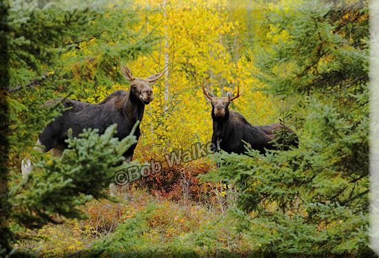 Two Young Bulls Watch Me From Above On The Rim Of An Abandon Sand Pit