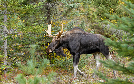Finally The Young Bull Moose Moves On After Determining Im Of No Threat To Him