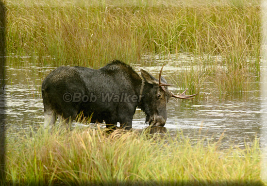 The Young Collared Bull Isnt Bothered By All The Attention