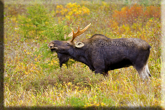 The Bull Thrashes Bushes Alerting Cow Moose That He Is Around And Other Bulls