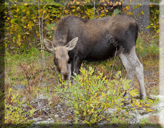 The Cow Calf Grazes While Staying Alert