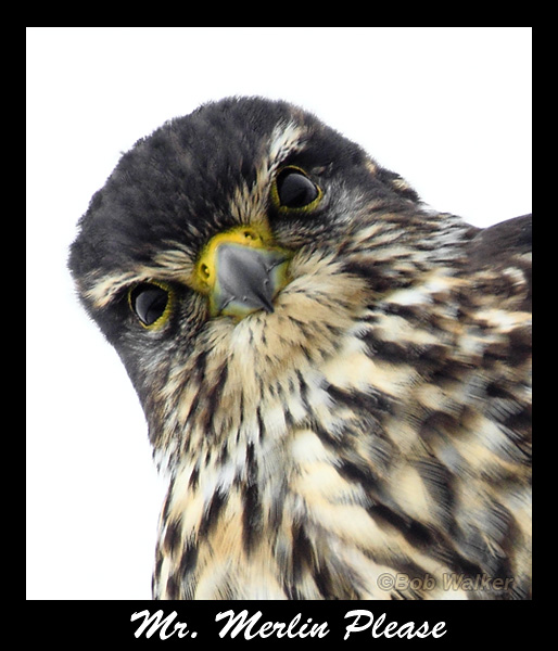 A Merlin With An Attitude