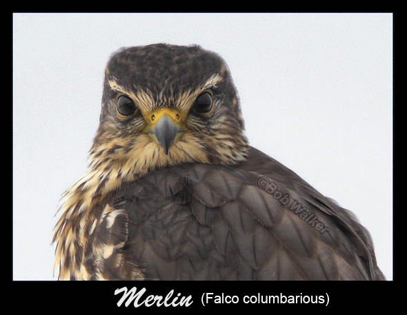The Merlin Just Loved To Watch Me