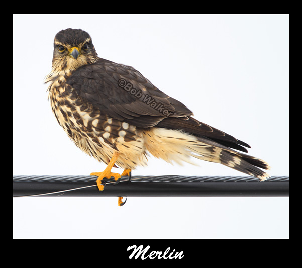 The Merlins Perch