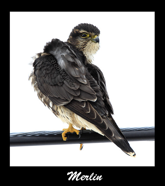 Merlin Fluffing Its Feathers