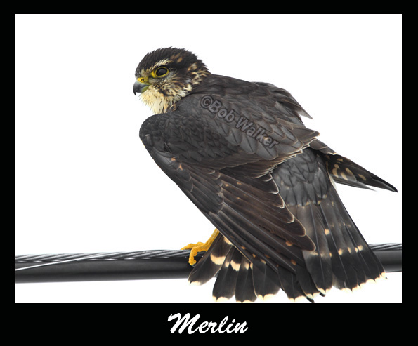 Merlin Fanning Its Feathers