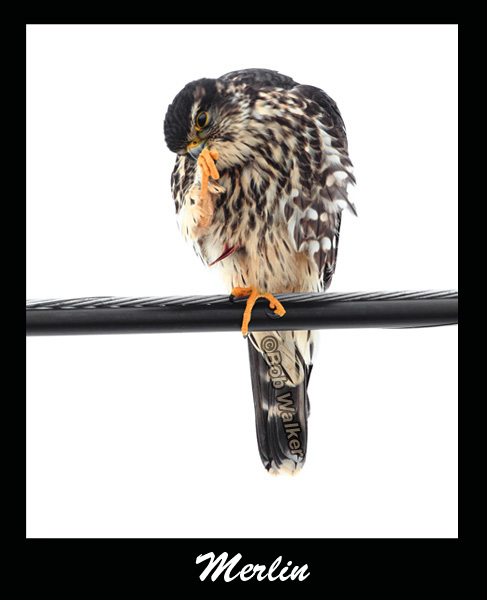 Dont Pick Your Feet Mr. Merlin Please