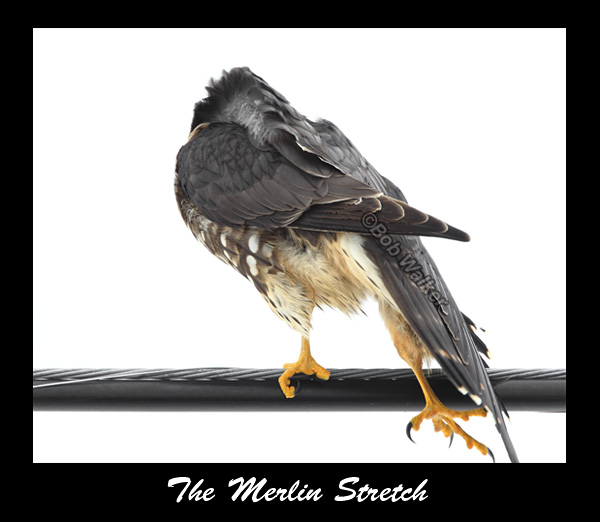 The Merlin Stretch