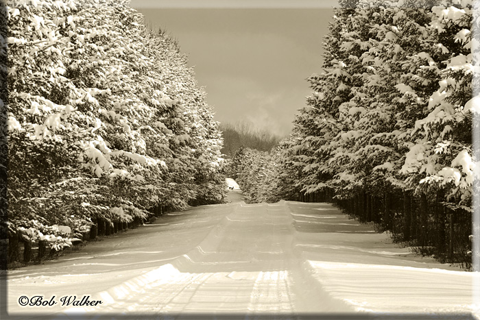 Down A Lonely Country Lane
