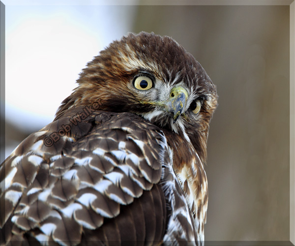 Juvenile Red-tail