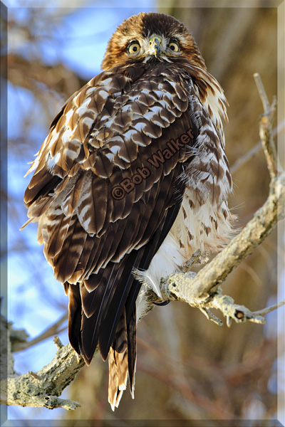 Juvenile Red-tail
