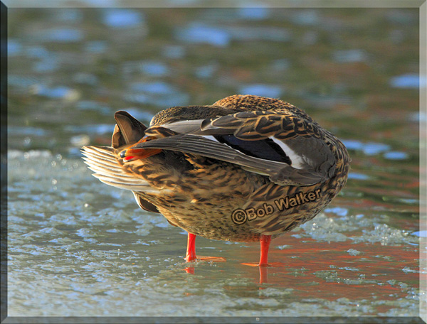 One Cold Day For The Ducks