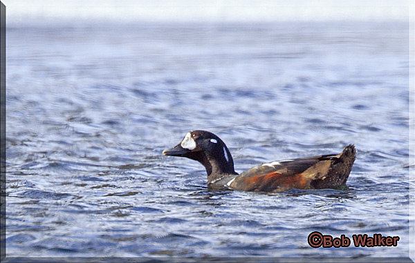 A Harlequin Duck In Frigid Water