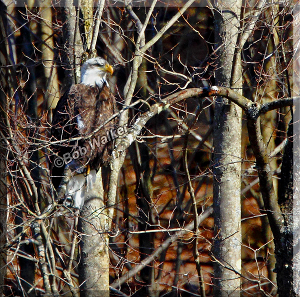 This Bald Eagle Was Spotted At Syracuses Inner Harbor Along Its Shoreline