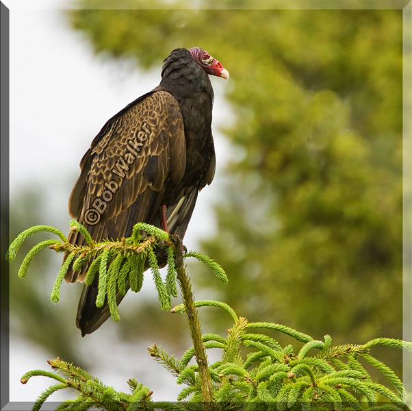 A Turkey  Vulture Perched A Top Of A Conifer