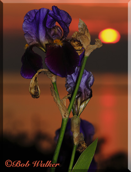 Iris At Sunset On The Shore Of Lake Ontario