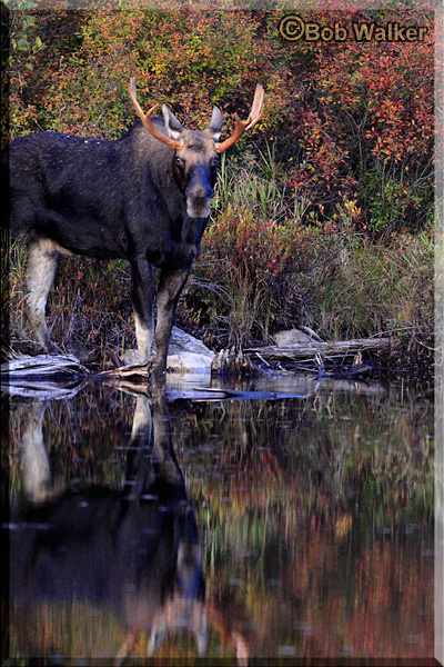 Same Young Bull Moose At Costello Lake In A Different Format