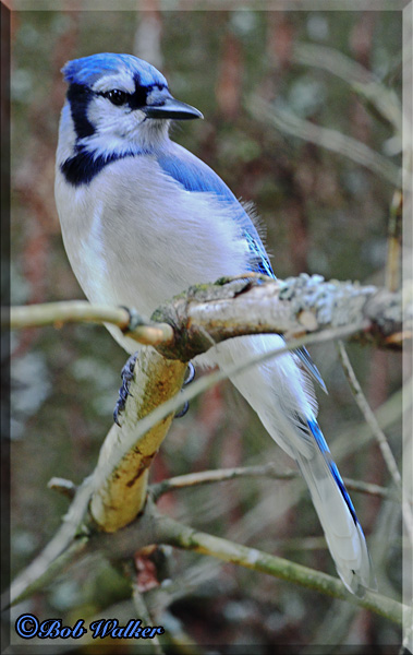 Blue Jay (Cyanocitta cristata)