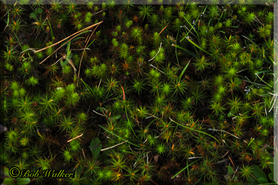 The Forest Floor