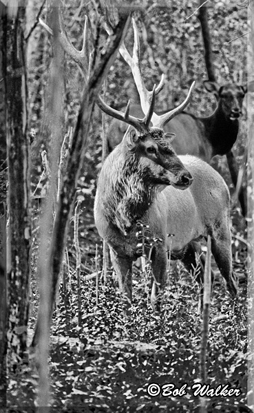 Bull Elk  With A Cow
