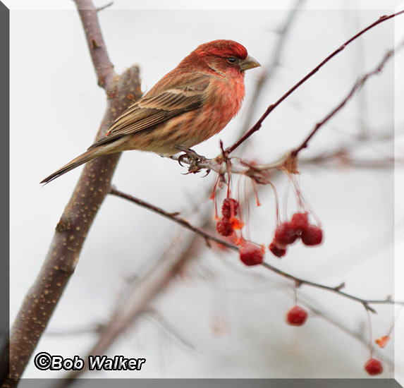 House Finch On A Neighbors Berry Bush