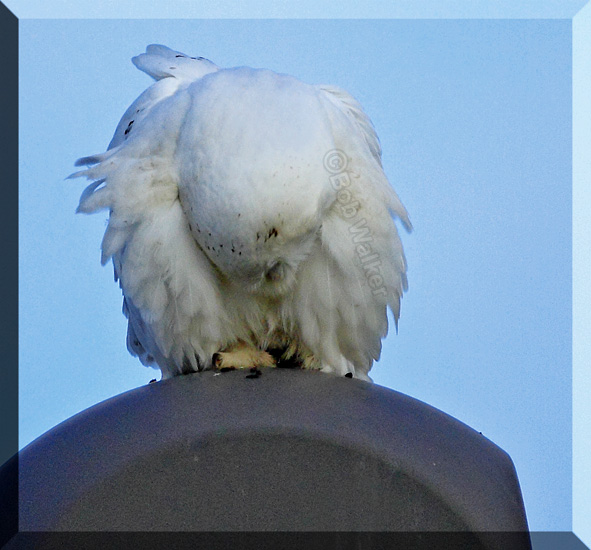The Snowy Owl Regurgitates Its Meal
