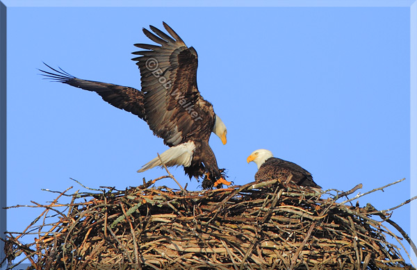The Usual Nest Preparation