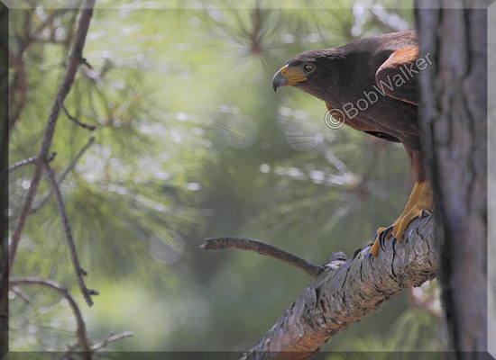 A Harriss Hawk (Parabuteo unicinctus)