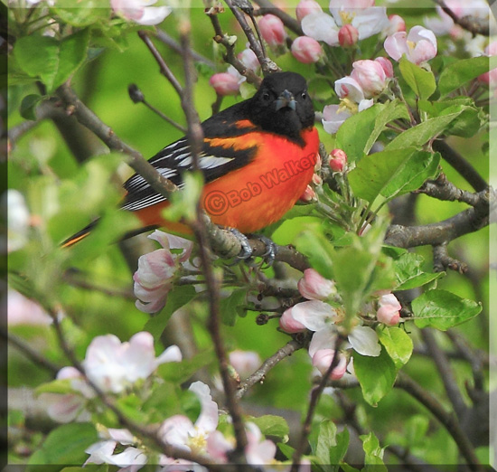 Baltimore Orioles Love An Apple Tree Orchard