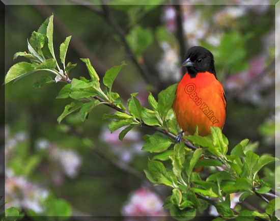 Baltimore Oriole Are Hard To Miss